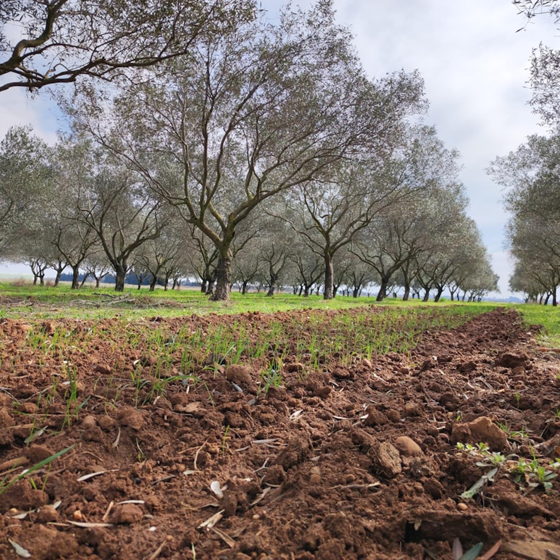 The State of Climate-Smart Agroforestry Market Development in the Mid-Atlantic